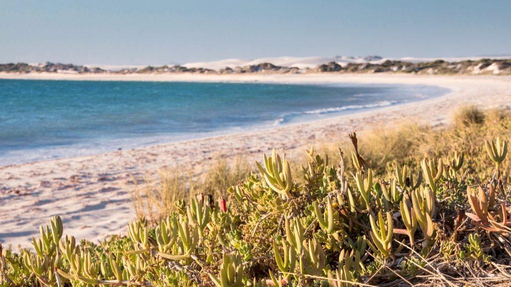 australi acosta ovest, ningaloo reef