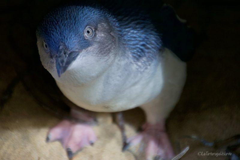 penguin island, australia costa ovest